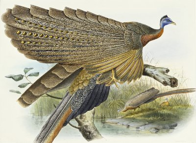 Phasianidae. Argusianus Grayli, 1870-1872 by Daniel Giraud Elliot